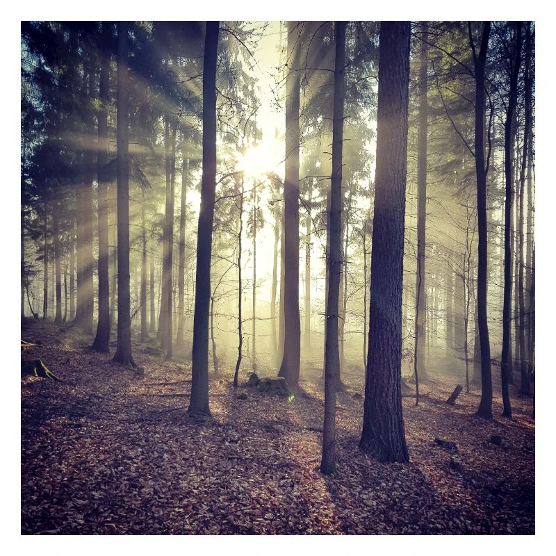 Sunbeams Forest Light