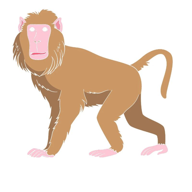 Baboon Baboon Primate Monkey Monkey