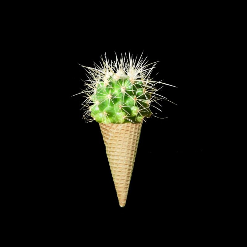 Kaktus Eis