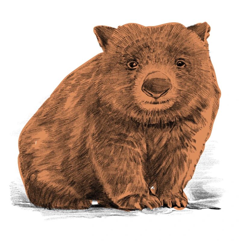 Wombat