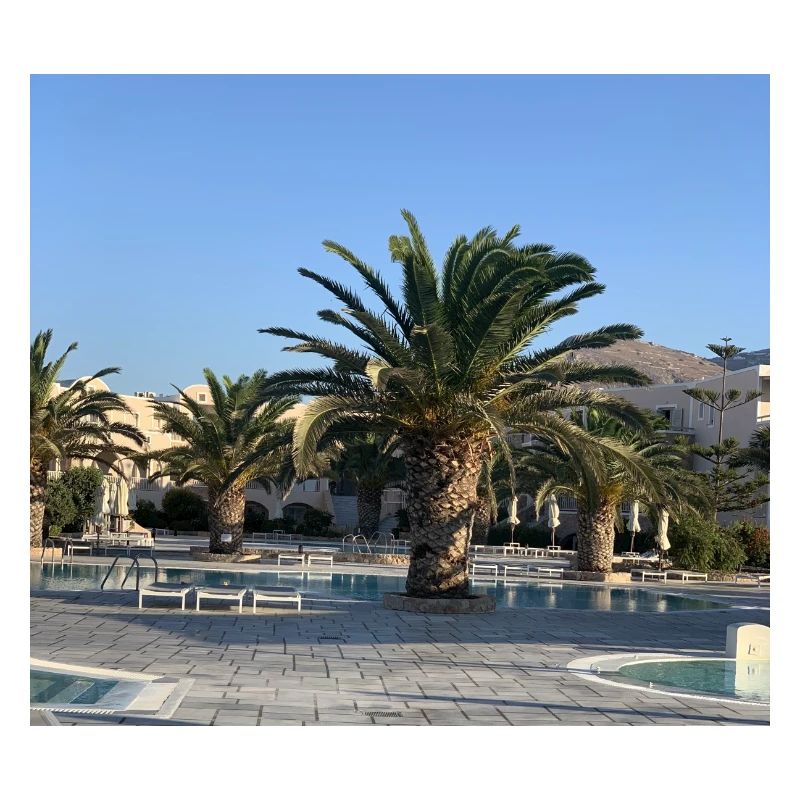 Palm tree