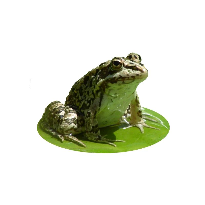 Frosch