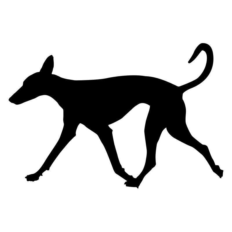 Podenco running relaxed