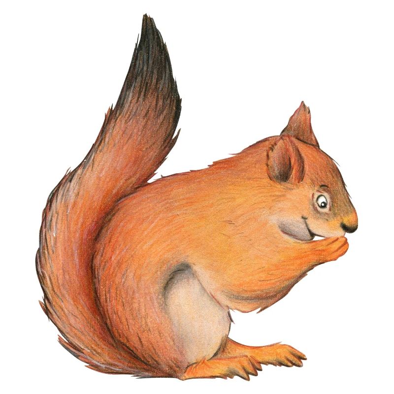 Eichhörnchen