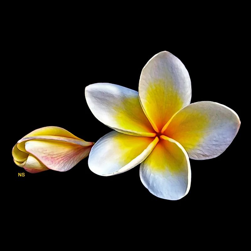 Weisse plumeria oder Frangipani Blume