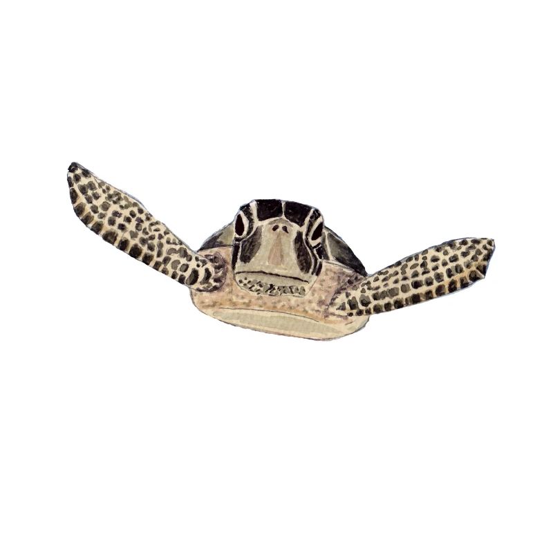 turtle 2