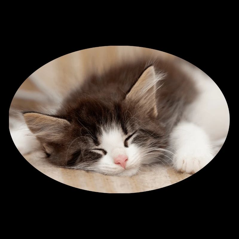 Sleeping cat