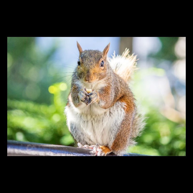 Eating Grey squirrel Grauhörnchen Sciurus carolin