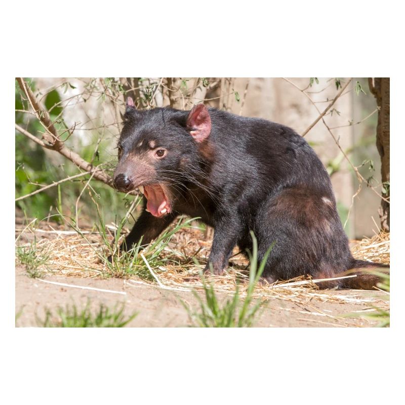 Tasmanian Devil (in german Beutelteufel)
