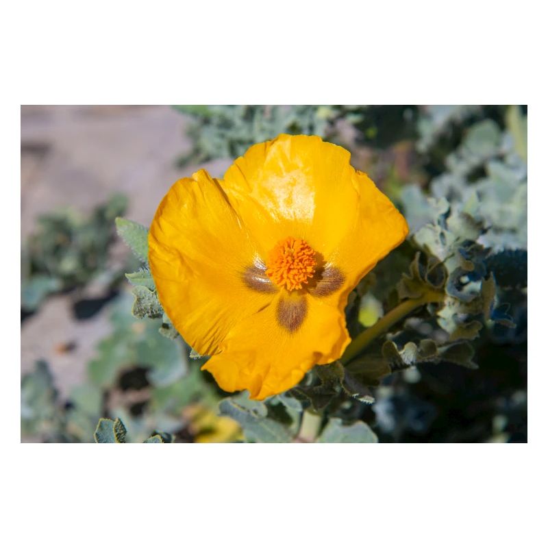 Hornmohn auch Hornmohn oder Seemohn (Gelber