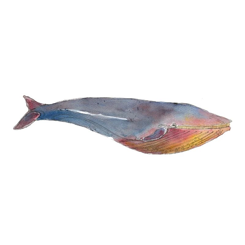 Rorqual bleu rorqual bleu