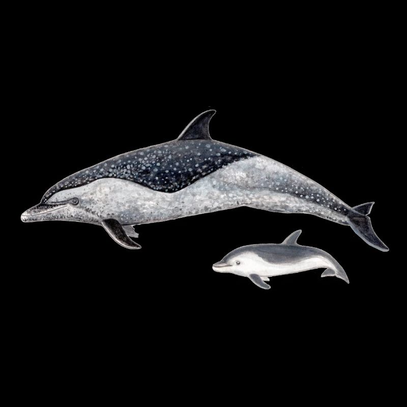 dauphin tacheté