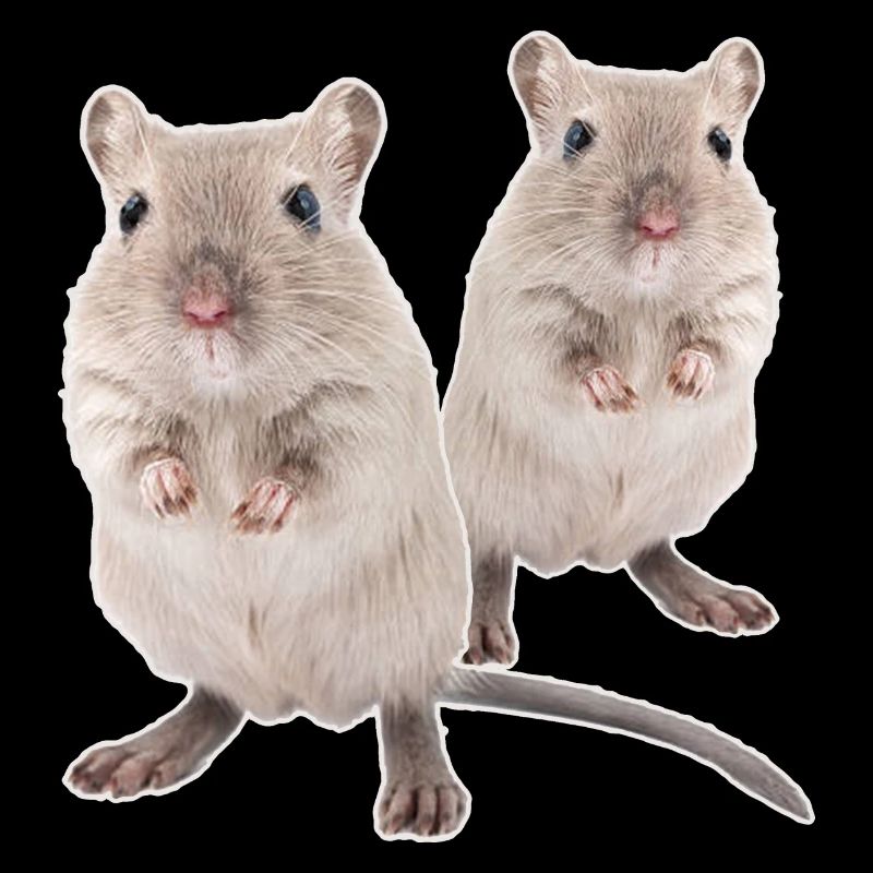 Rennmaus Gerbils Souris de course du désert