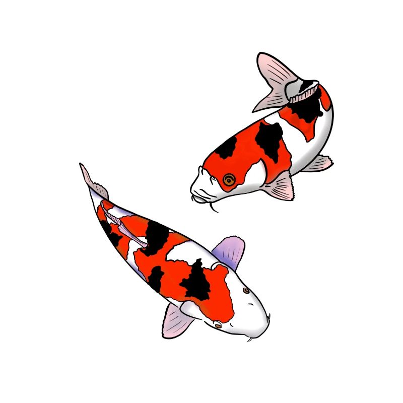 Carpes koi