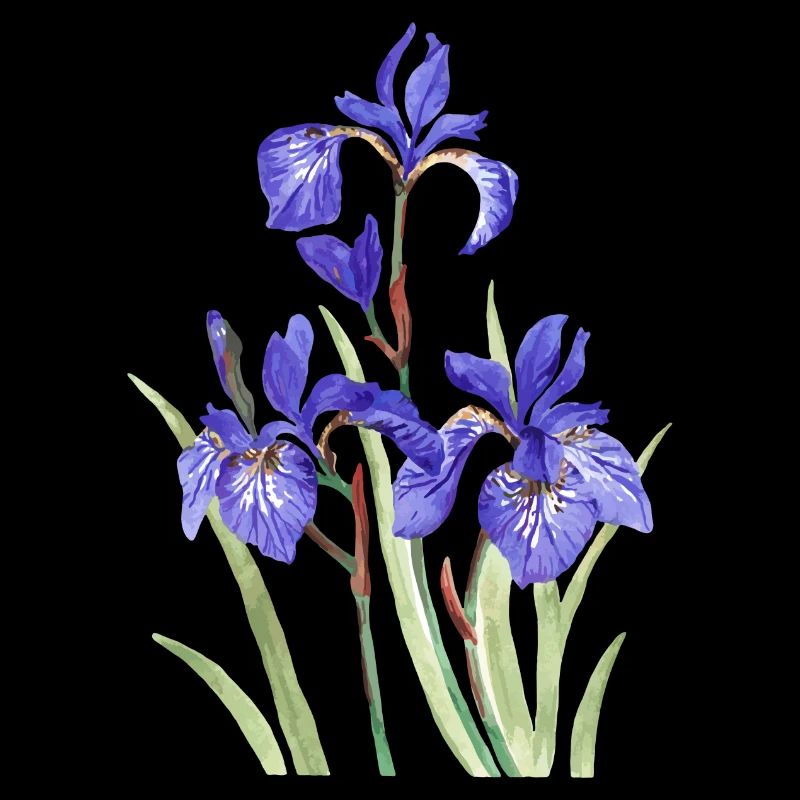 Iris violets