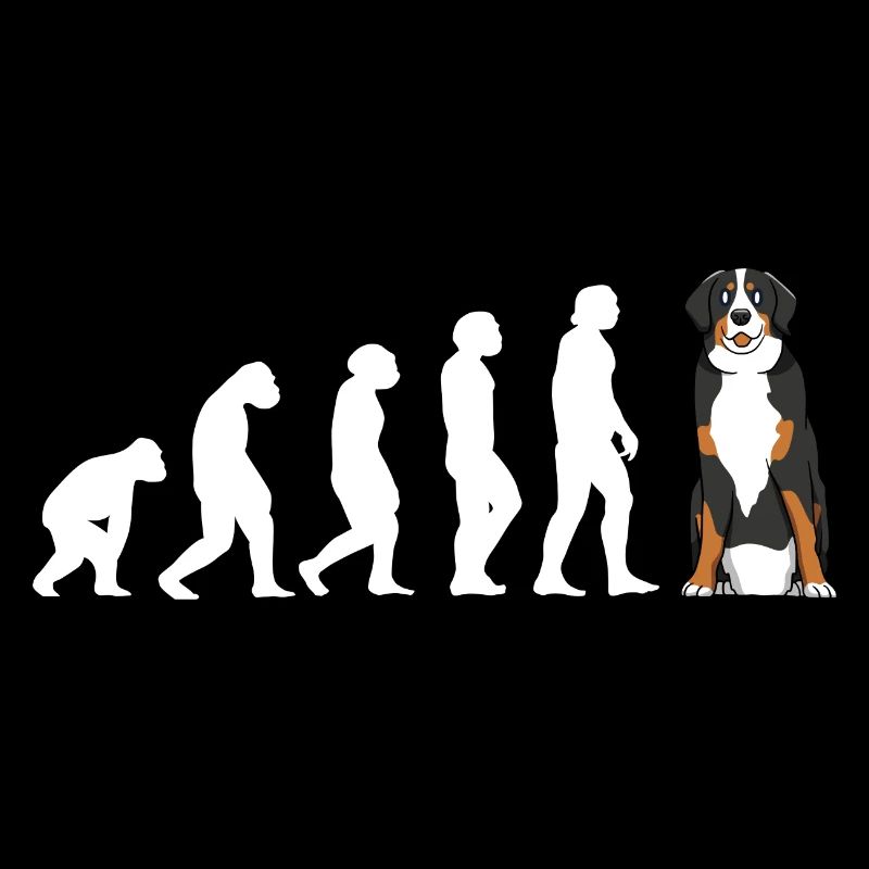 Evolution Bernese Mountain Dog