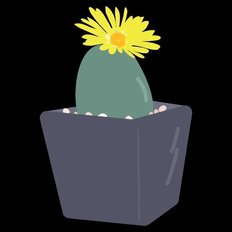 Lithops Blüte3