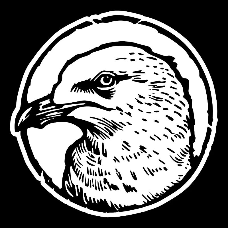 Möwe