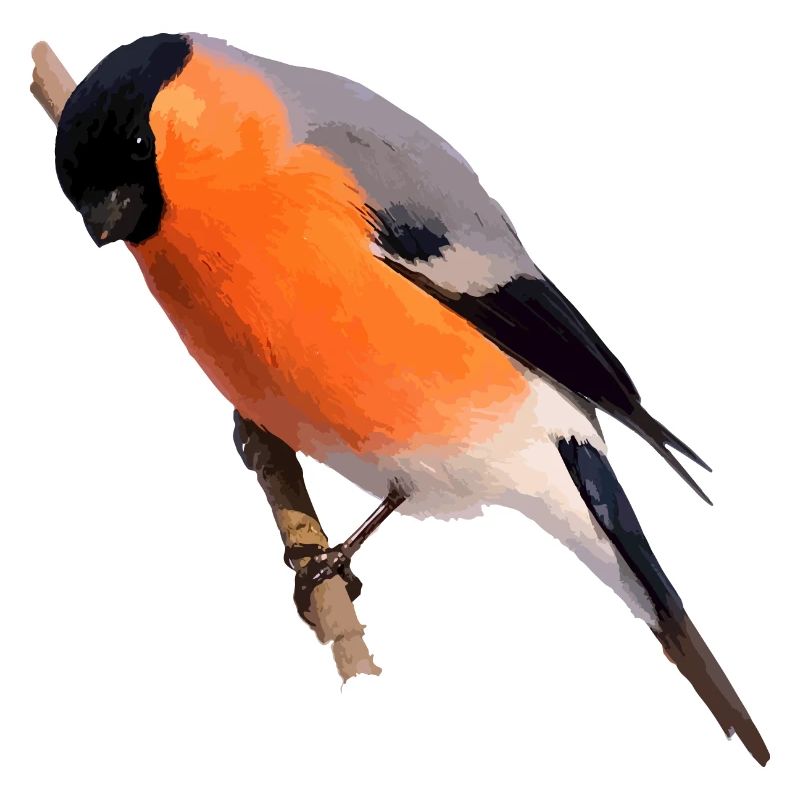 Gimpel Dompfaff sits on branch