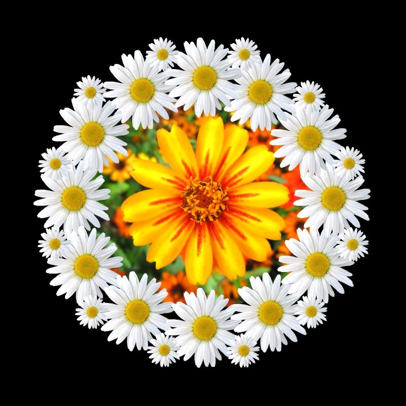 Margeriten mit bunter Blüte Gänseblümchen Blume