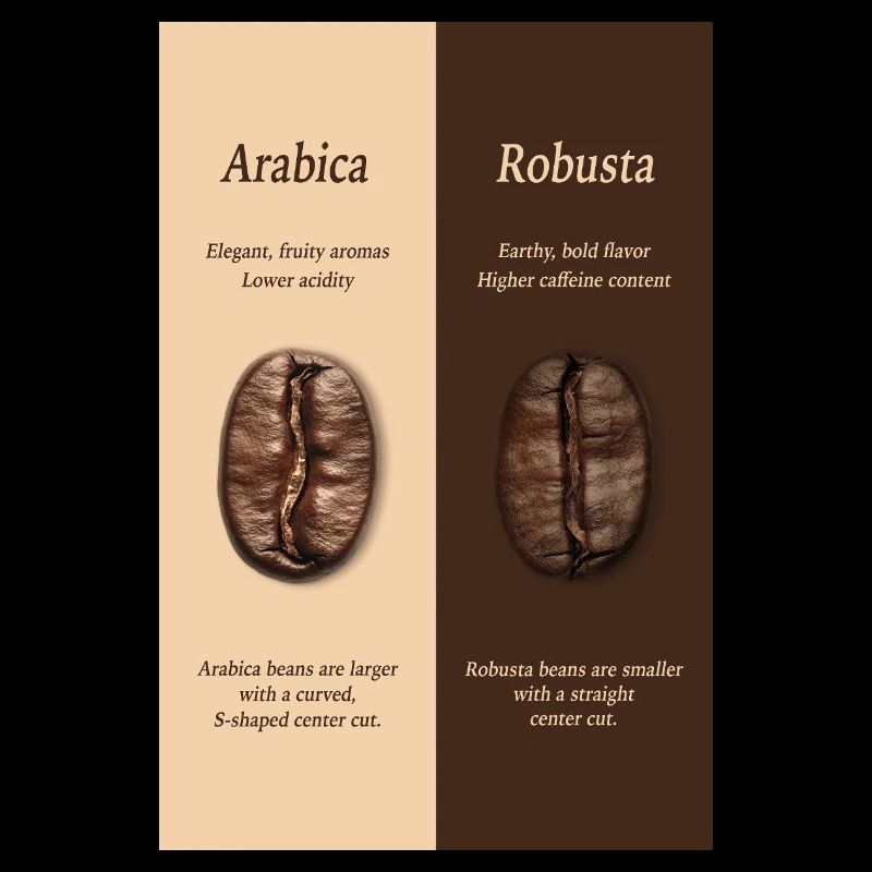 Arabica vs Robusta Coffee Guide Poster