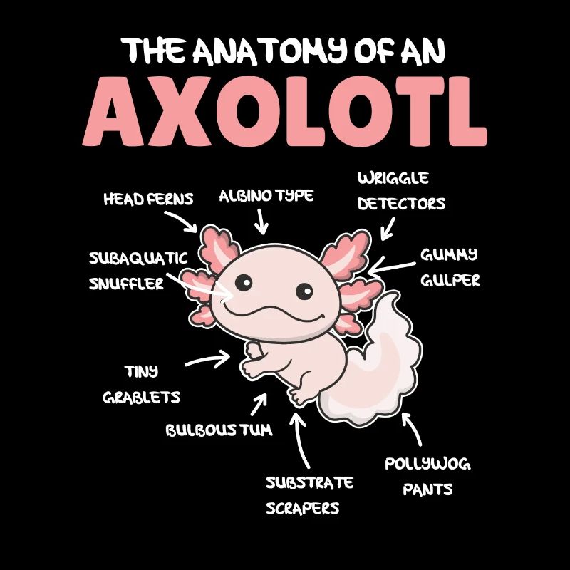 Axolotl Explication Anatomie d’un Axolotl