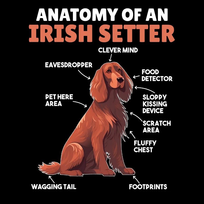 Explication du chien Anatomie d’un setter irlandais
