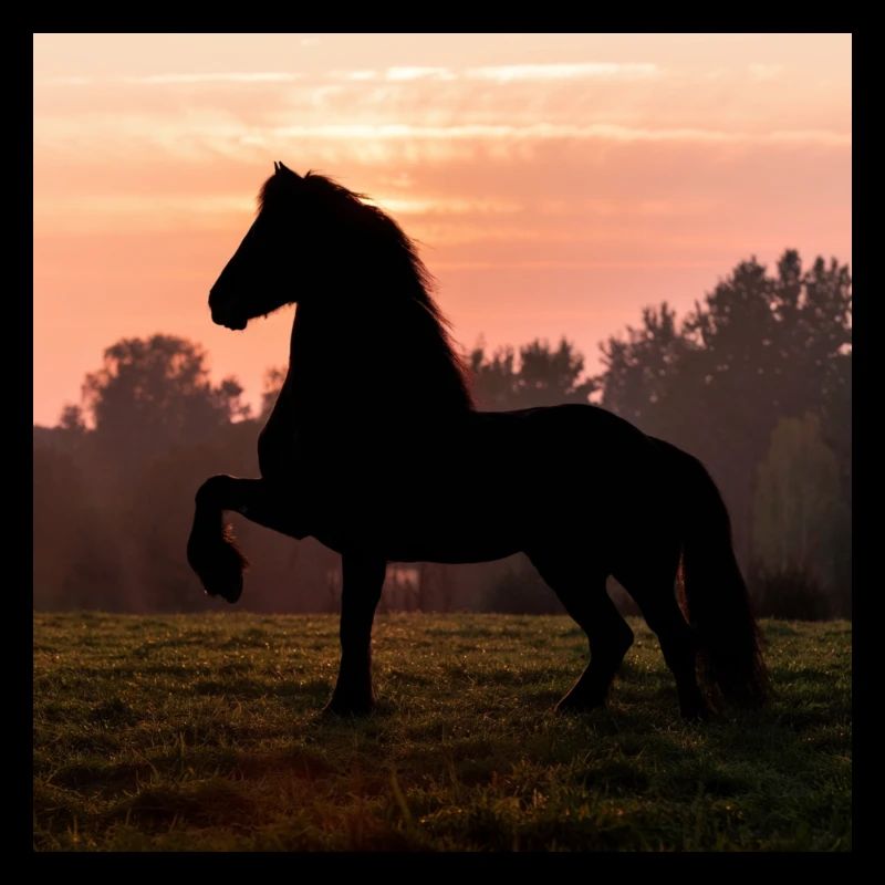 Friesian Morning