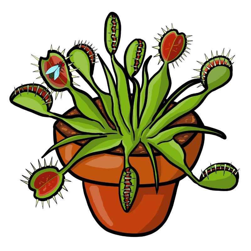 The Venus flytrap can count