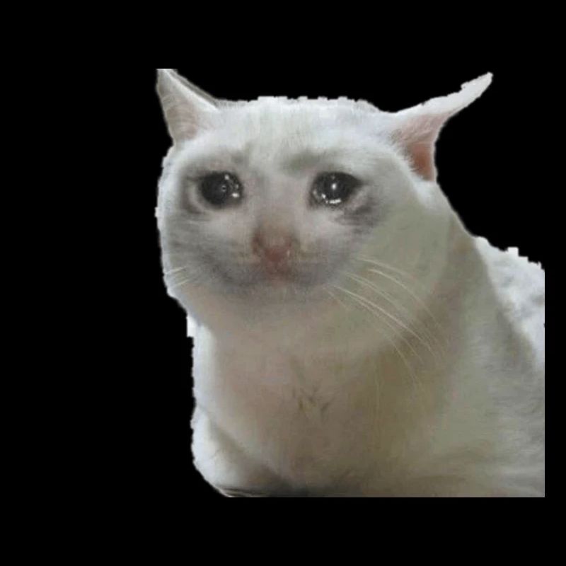 Gatto meme