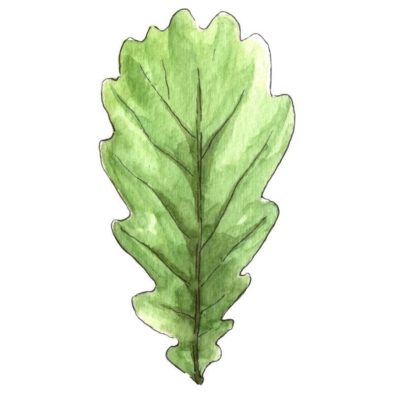 Blatt einer Eiche