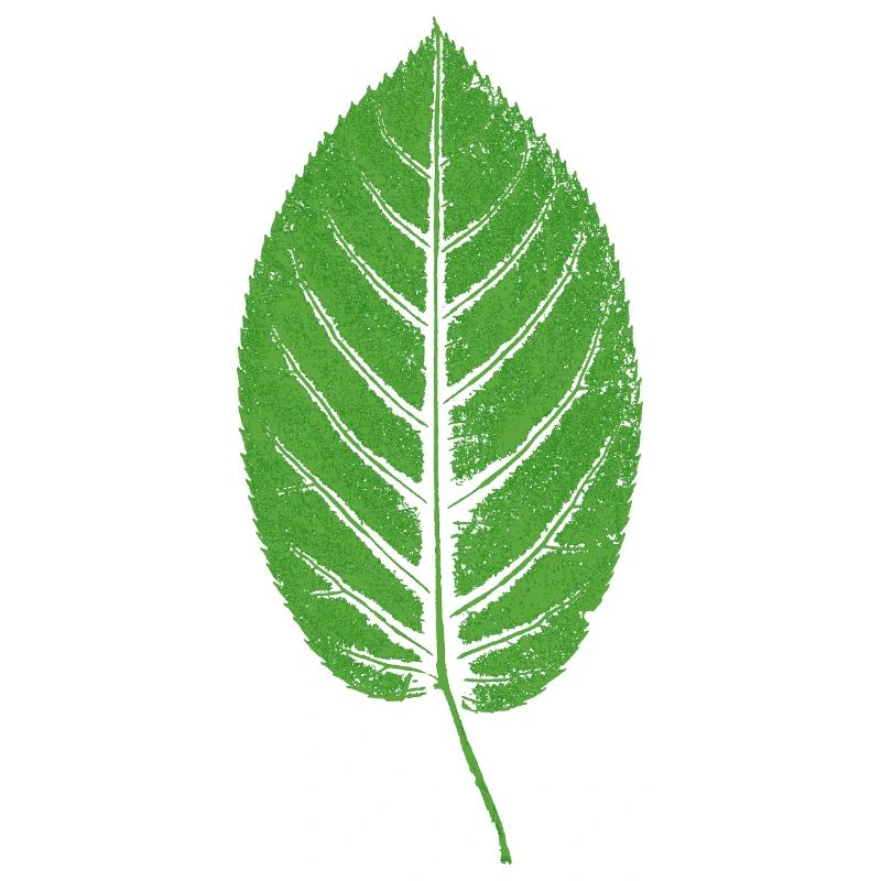 Beech leaf leaf / beech GREEN