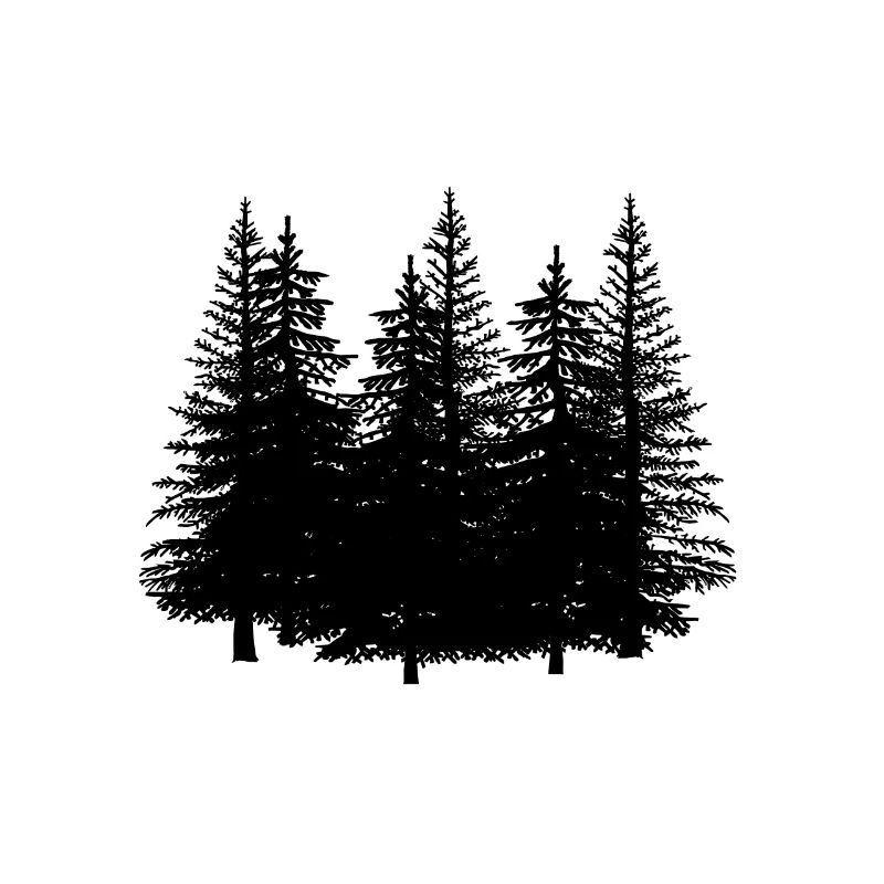 Forest black nature conifer trees tree trees
