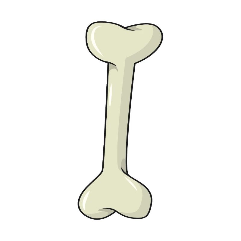 Knochen