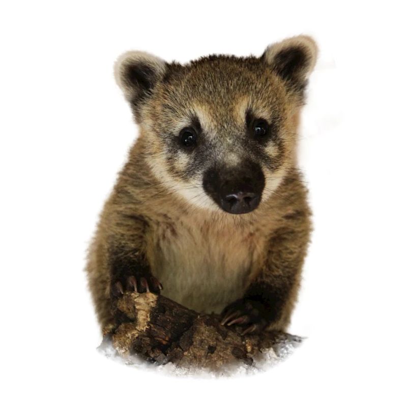 Cadeau de conception d'illustration Coati proboscis