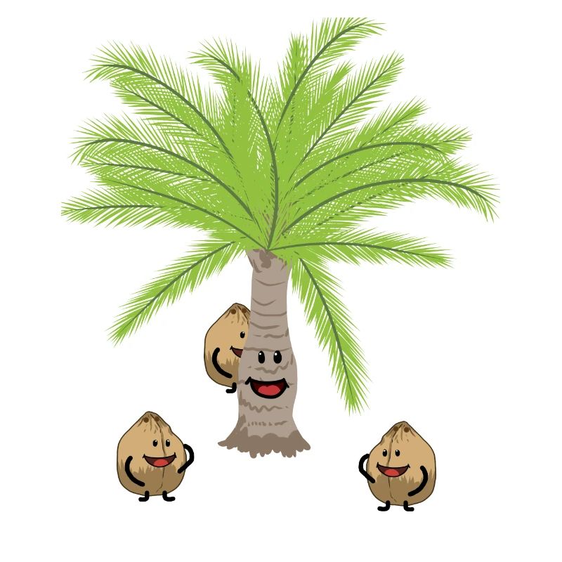Coconut Palm Trees Nut Nuts Botanical