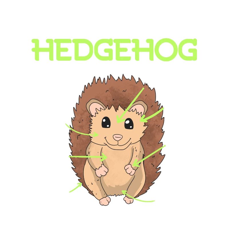 Anatomie eines Igel
