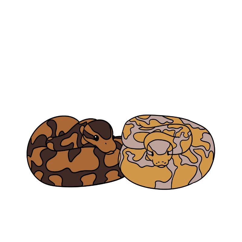 Serpent python royal