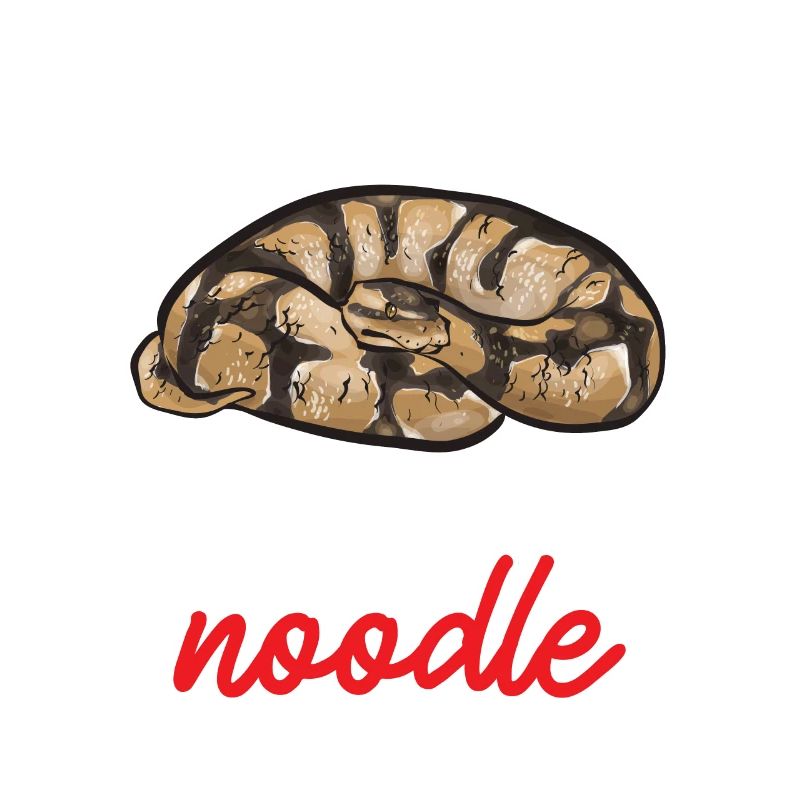 Ball Python Schlange Königspython