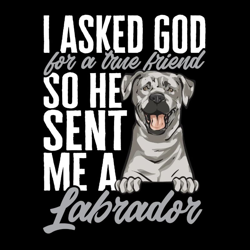 Silver Labrador Retriever Silver Lab