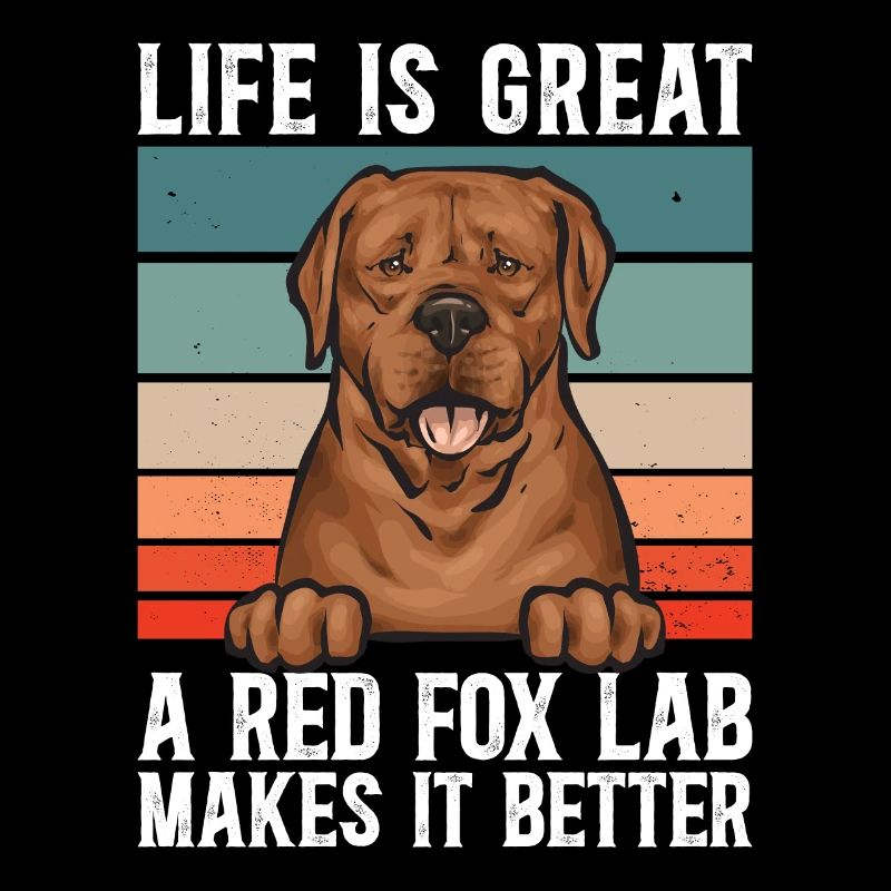 Fuchsroter Labrador Retriever Fox Red Labrador