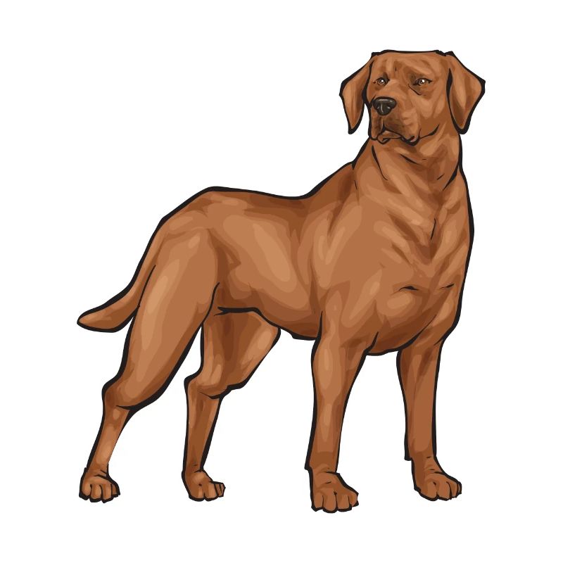 Fuchsroter Labrador Retriever Fox Red Labrador