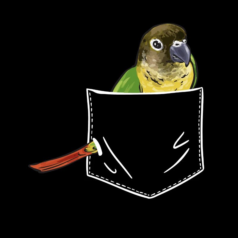 Perruche Molina Perroquet Perruche oiseau
