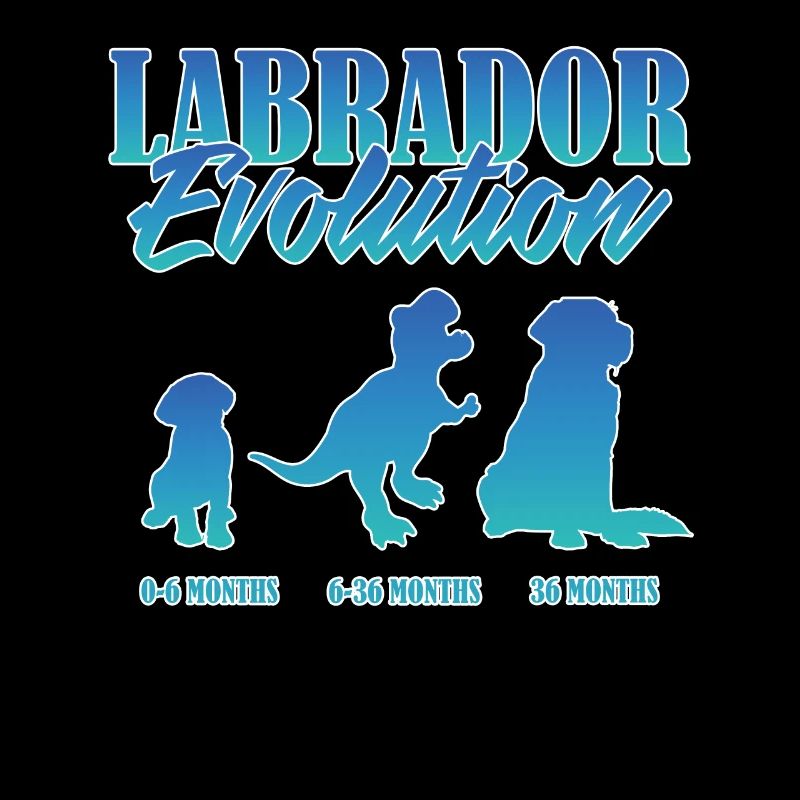 LABRADOR EVOLUTION Labrador Propriétaire Drôle