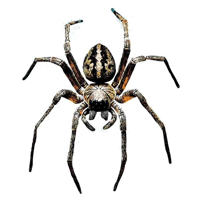 Araignée Tarentule Amour Arachnide Araignées