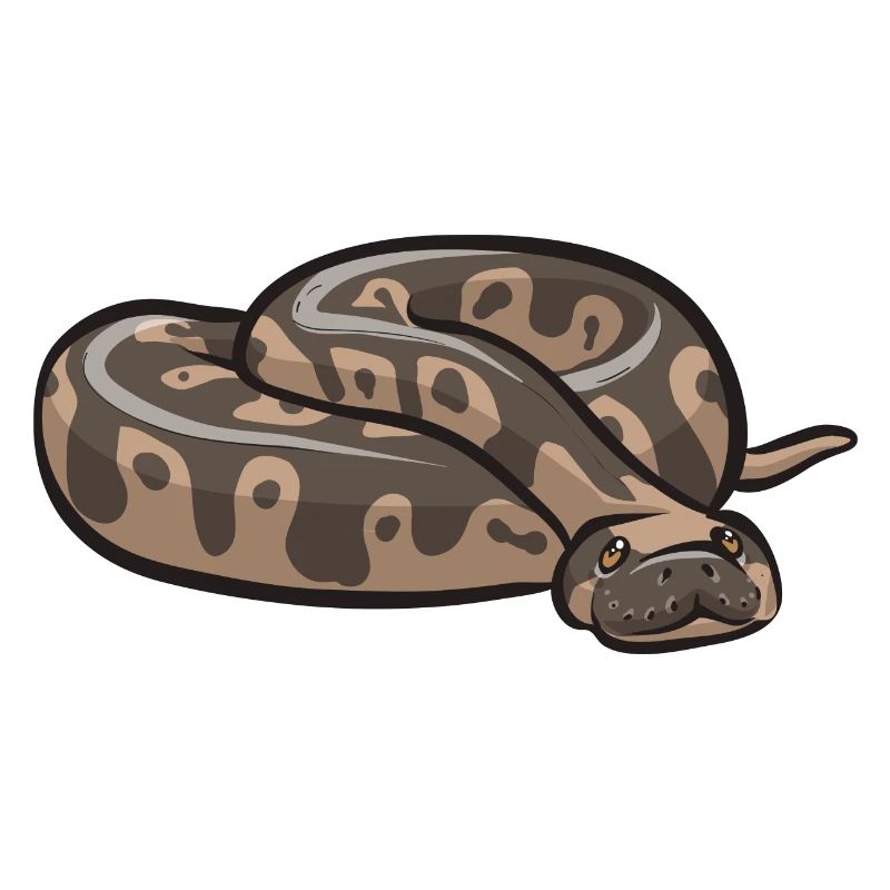 Ball Python Snake King Python