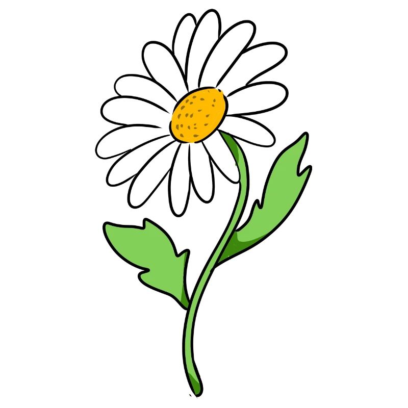 Gänseblümchen