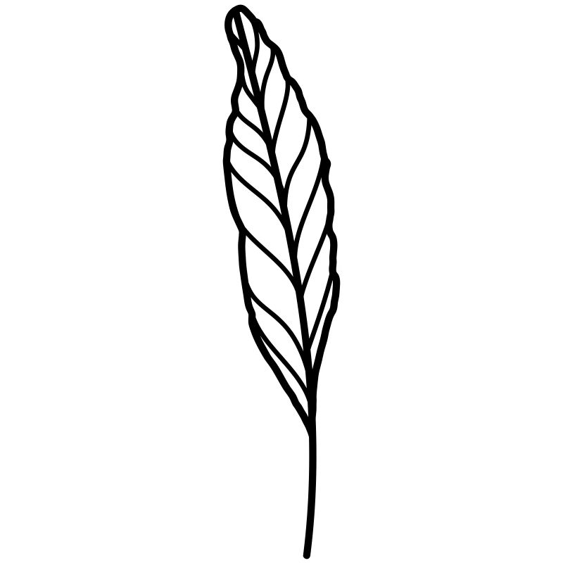 leaf