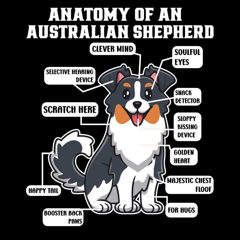 Australischer Schäferhund Aussie Dad Aussie Mom