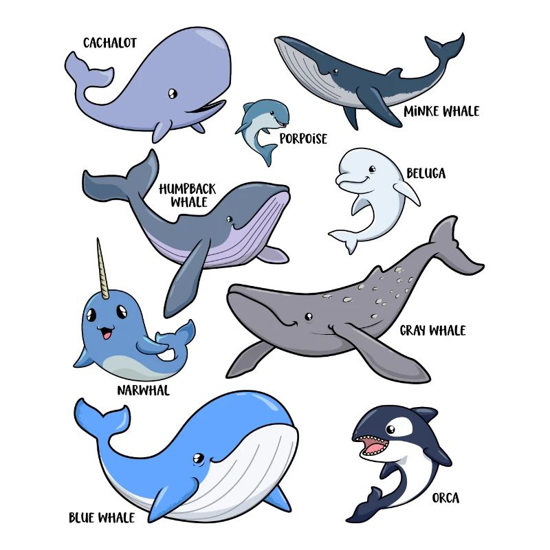 De nombreuses espèces différentes de baleines